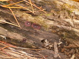 Ascocoryne sarcoides image
