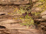 Ascocoryne sarcoides image