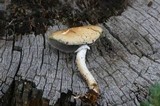 Stropharia hornemannii image