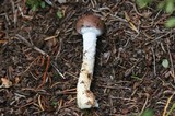 Stropharia hornemannii image