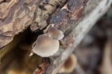 Hohenbuehelia grisea image