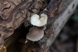 Hohenbuehelia grisea image