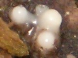 Helicogloea compressa image