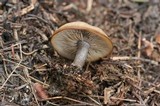 Clitocybe glacialis image