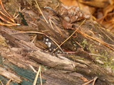 Helicogloea compressa image