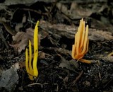 Clavulinopsis fusiformis image