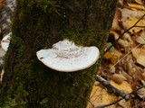 Trametes gibbosa image