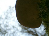 Trametes gibbosa image