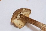 Amanita submaculata image