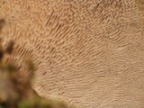 Trametes gibbosa image