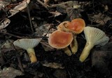 Lactarius hygrophoroides image
