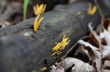 Calocera cornea image