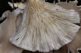 Pleurotus pulmonarius image
