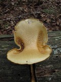 Neolentinus lepideus image