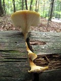 Neolentinus lepideus image