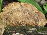 Daedalea quercina image