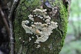 Irpex lacteus image