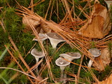 Cantharellula umbonata image