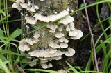 Irpex lacteus image