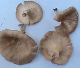 Lentinus sajor-caju image