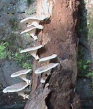 Lentinus sajor-caju image