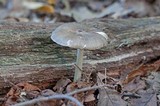 Megacollybia rodmanii image