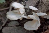 Pleurotus pulmonarius image