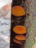 Pluteus aurantiorugosus image