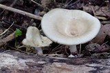 Royoporus badius image