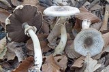 Agaricus placomyces image