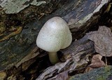 Agaricus leptocaulis image