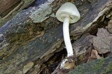 Agaricus leptocaulis image