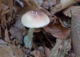 Leucoagaricus rubrotinctus image