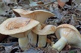 Lactarius psammicola image