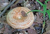 Lactarius psammicola f. glaber image