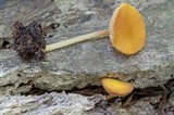 Pluteus melleus image