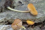 Pluteus melleus image