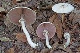 Agaricus leptocaulis image