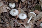 Agaricus leptocaulis image