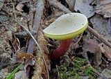 Boletus chrysenteron image