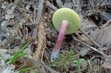 Boletus chrysenteron image