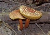 Boletus fraternus image