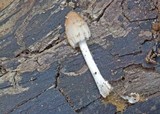 Coprinellus domesticus image