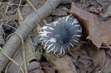 Leucoagaricus cinerascens image
