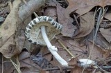 Leucoagaricus cinerascens image