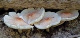 Lepiota cristata image