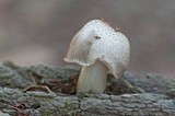 Pluteus petasatus image