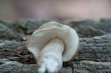 Pluteus petasatus image