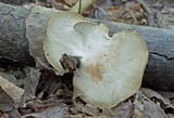 Polyporus leptocephalus image
