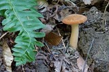 Polyporus radicatus image